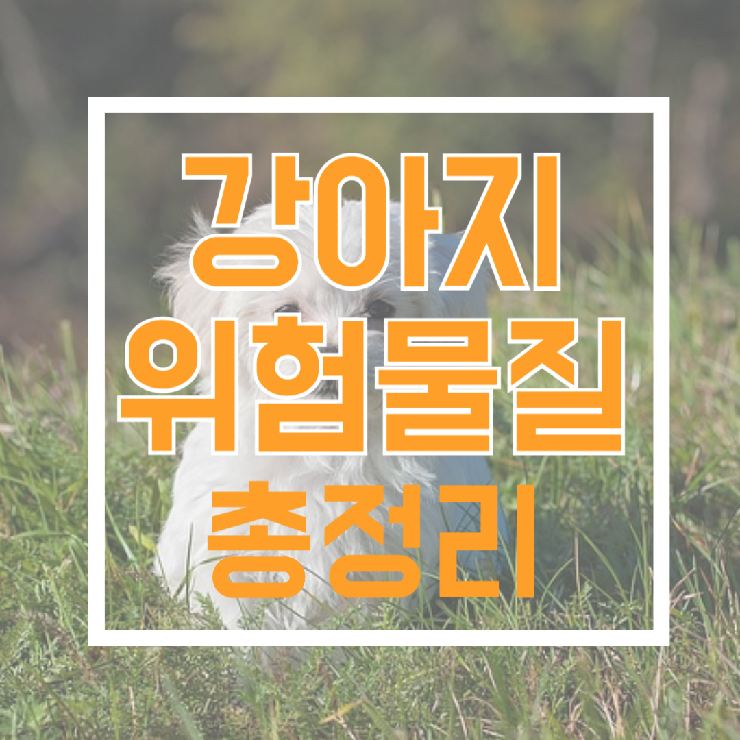 강아지 위험물질