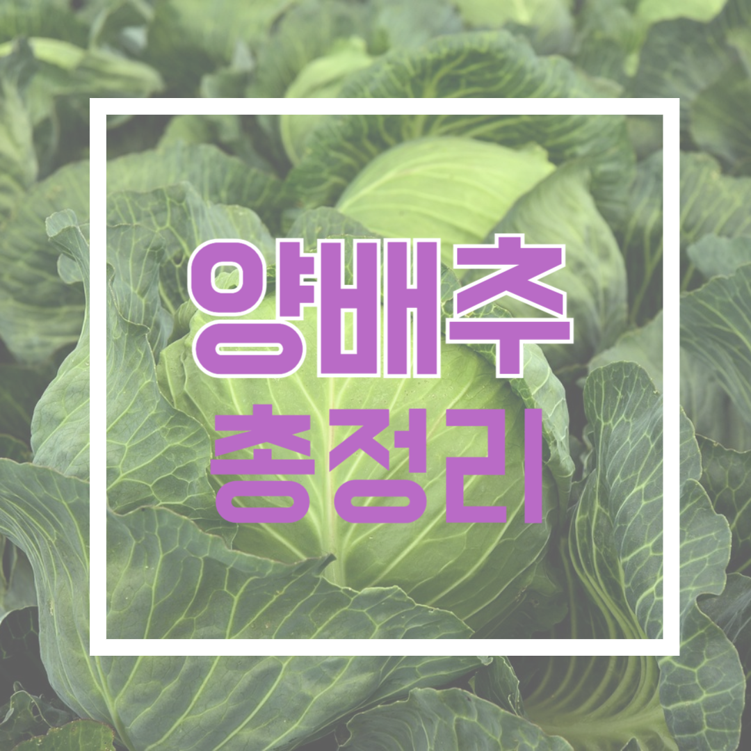 양배추 총정리
